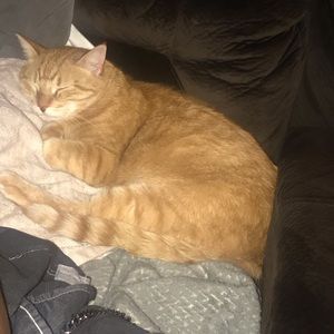 Meet your Posher, Darcey